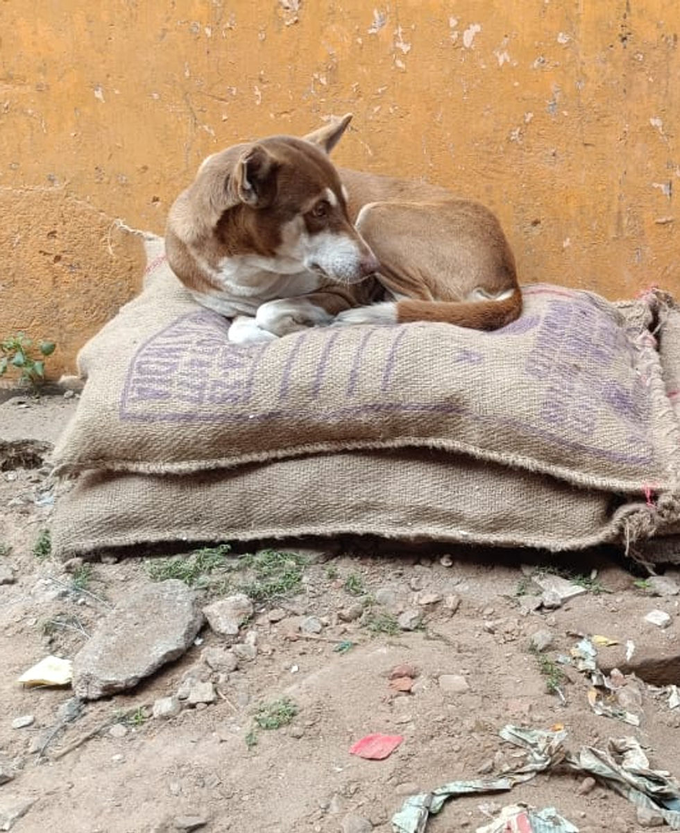 Two stray dogs resting on a bori (jute sack) bed against an ochre wall