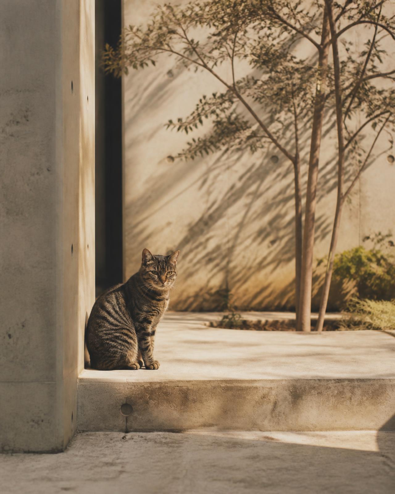 A street cat sitting on a sunlit concrete step beside a slender courtyard tree